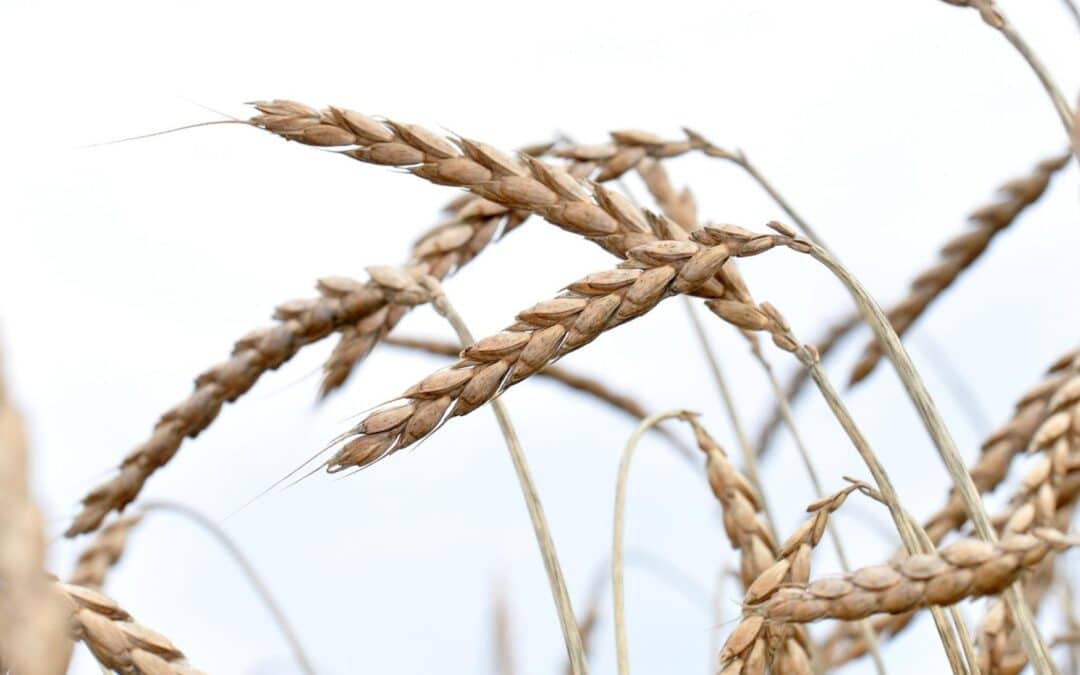 Pradawne zboża – skarby na&nbsp;naszym stole